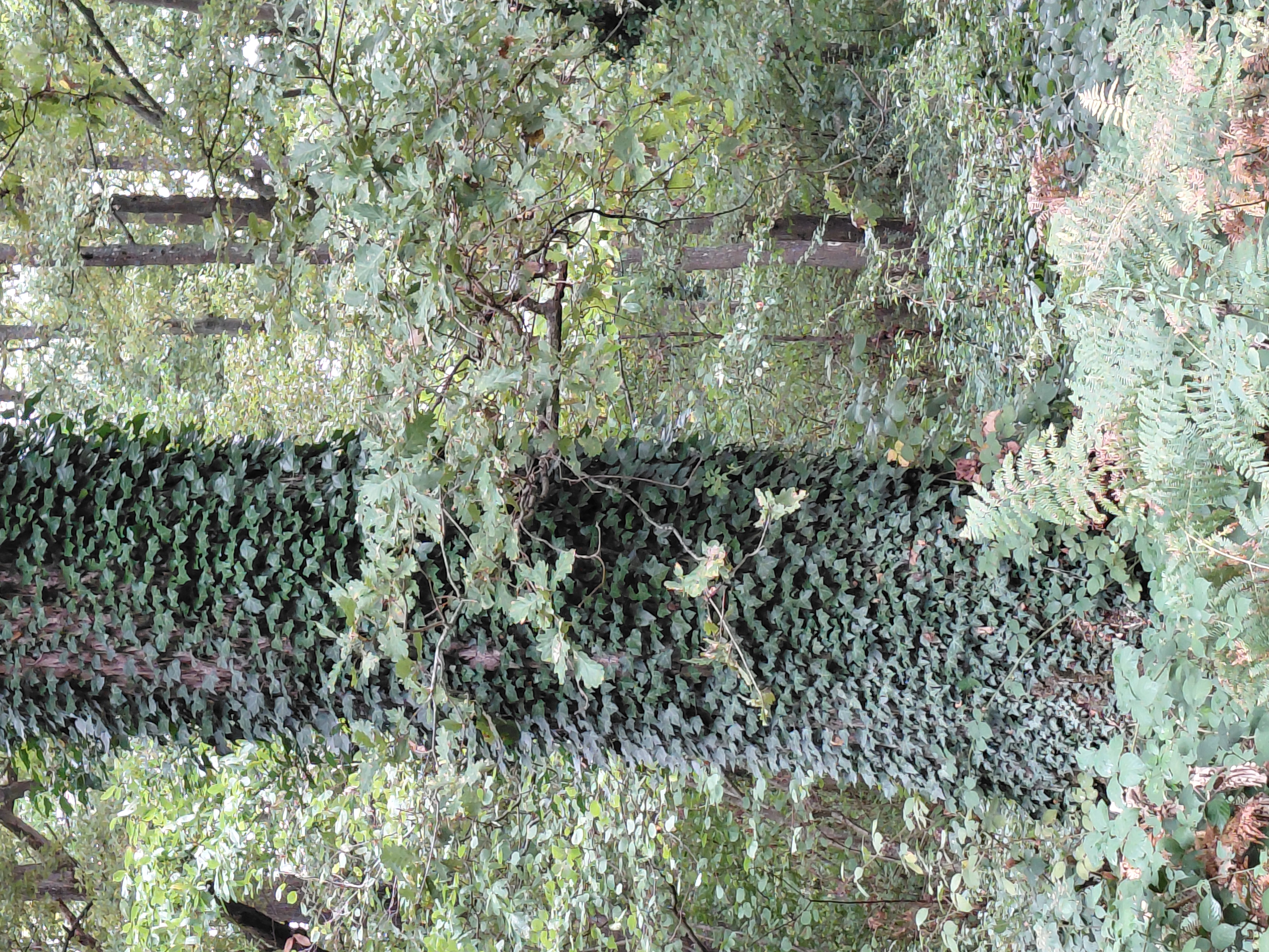 2 arbres de repérage