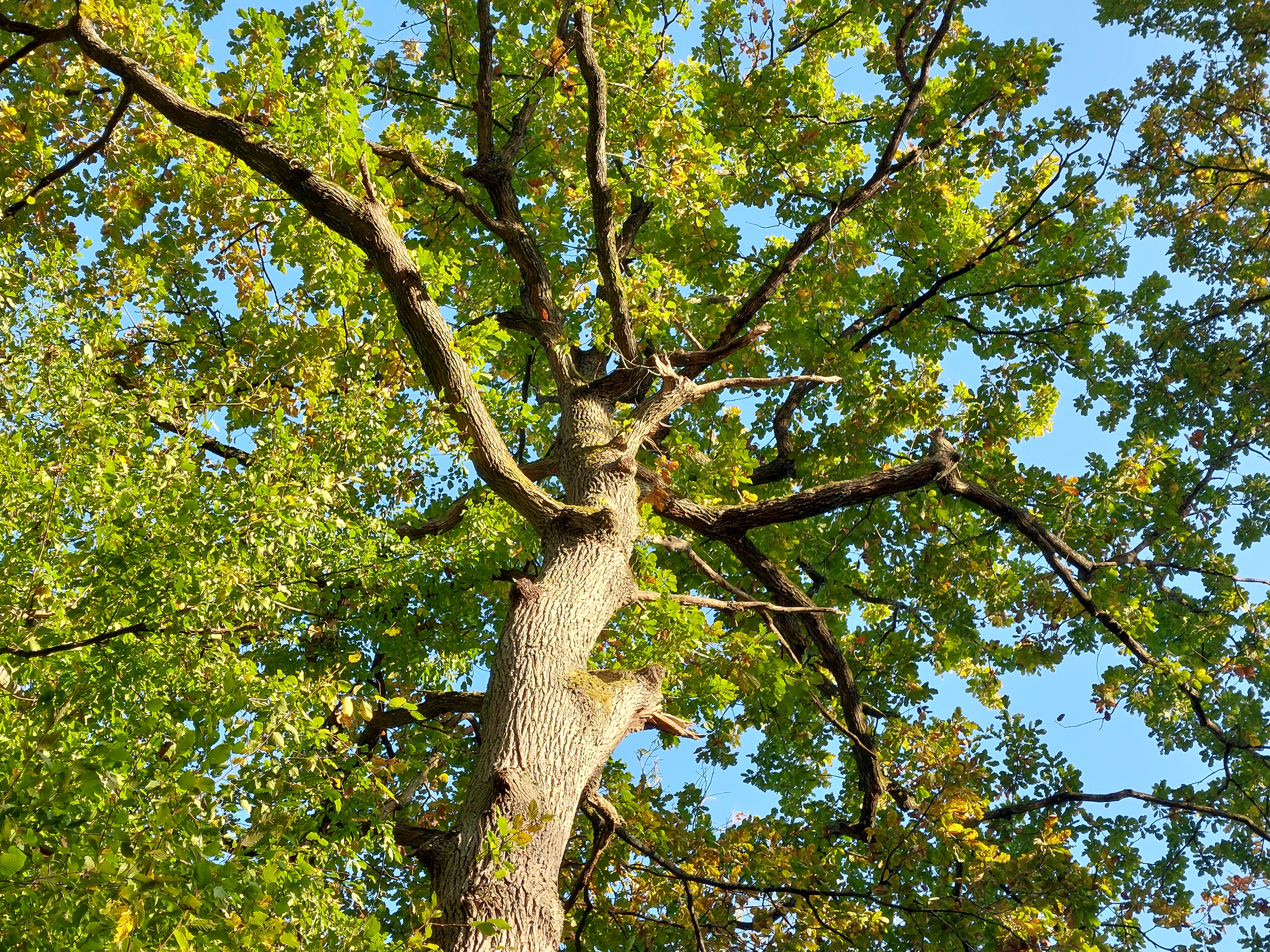 Arbres remarquables chêne 1