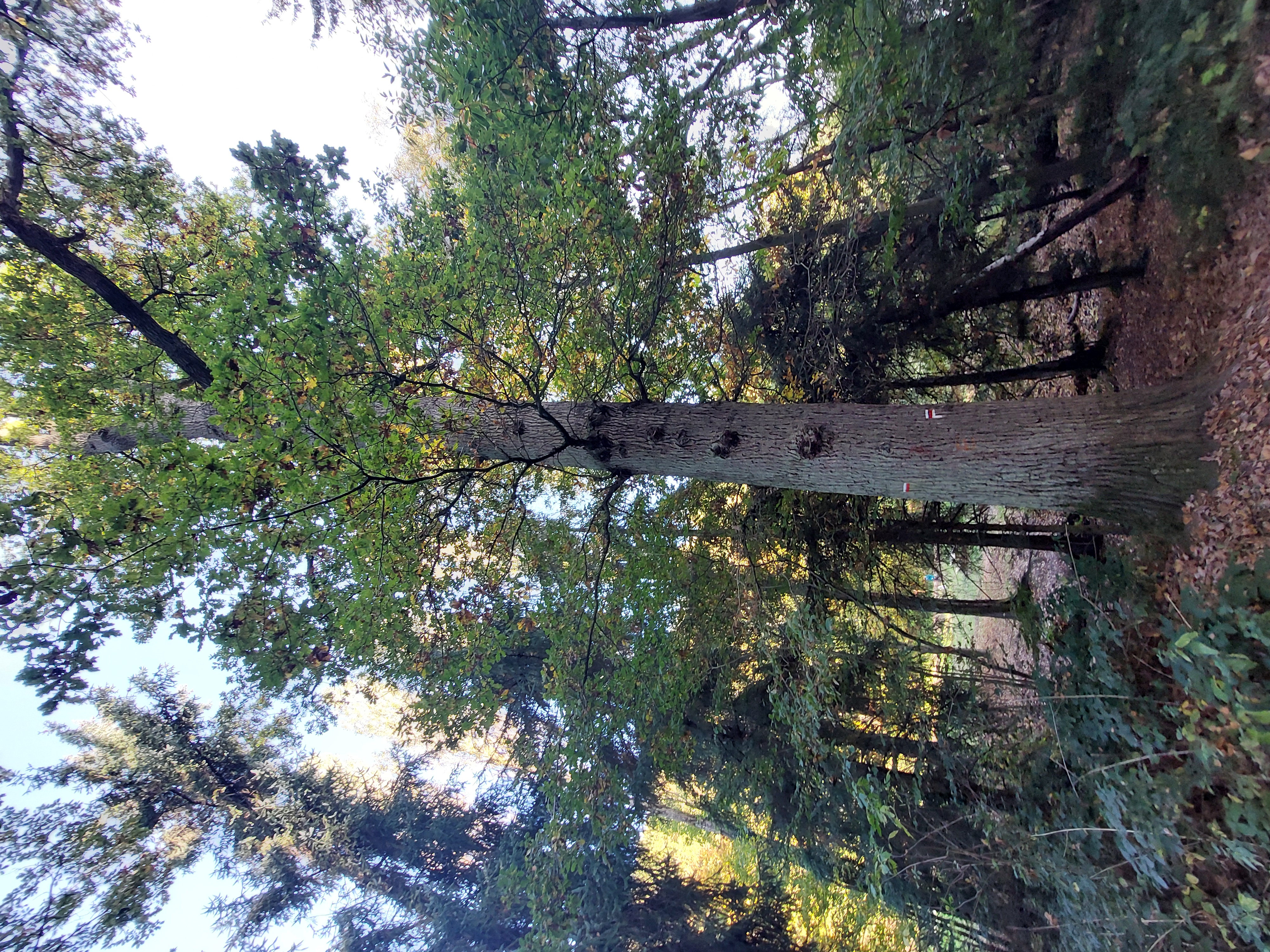 Arbres remerquables chêne2