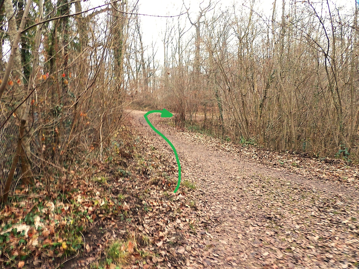 Arbres remarquables chêne 1
