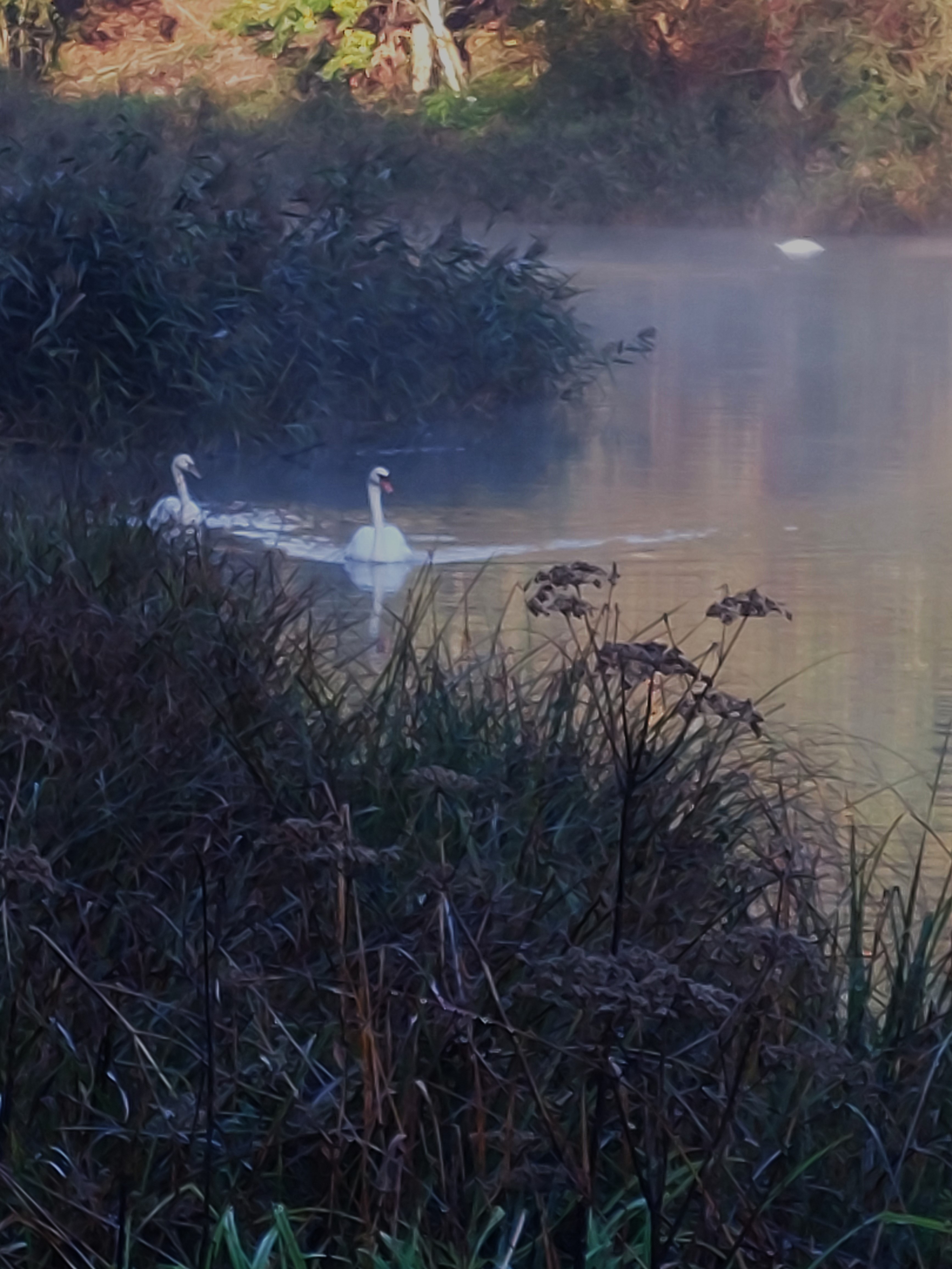 Roselière et cygnes