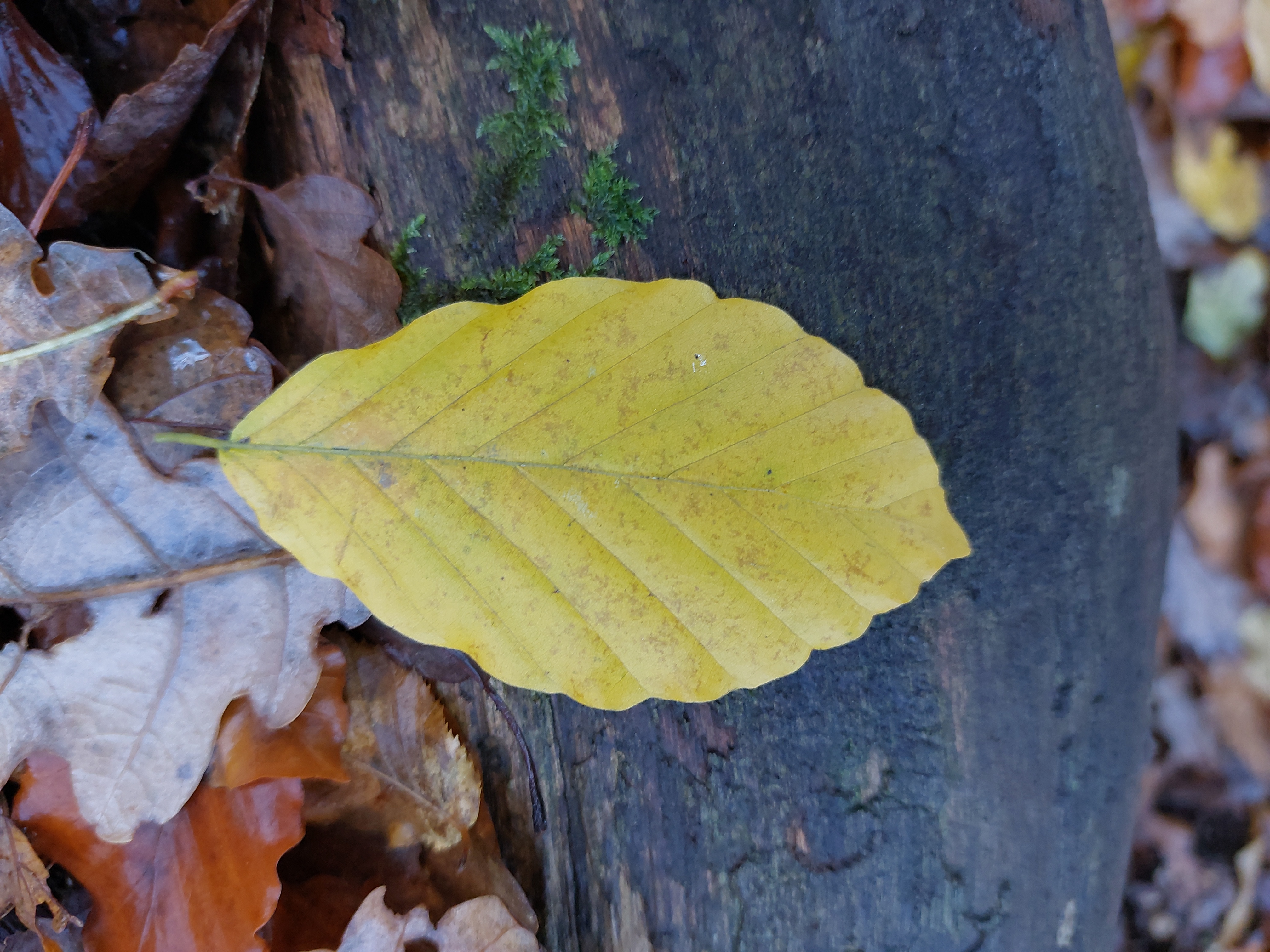 Le hêtre remarquable