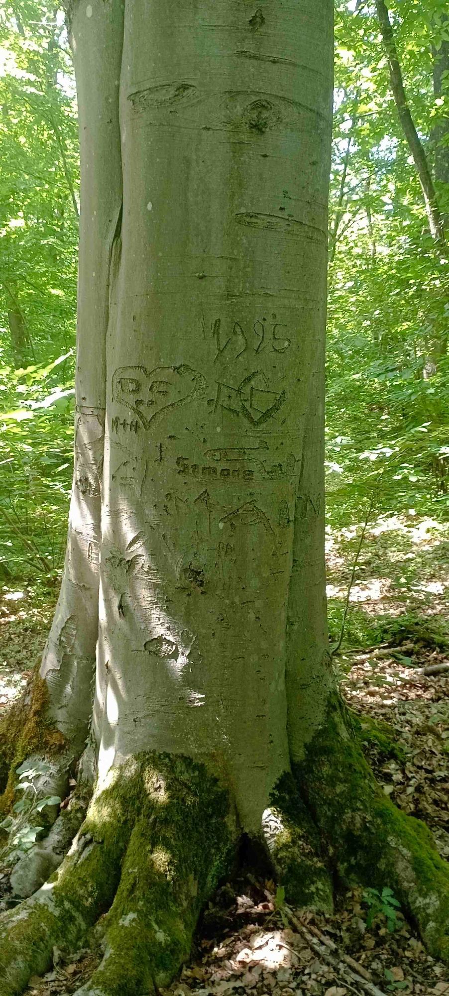 le hêtre remarquable