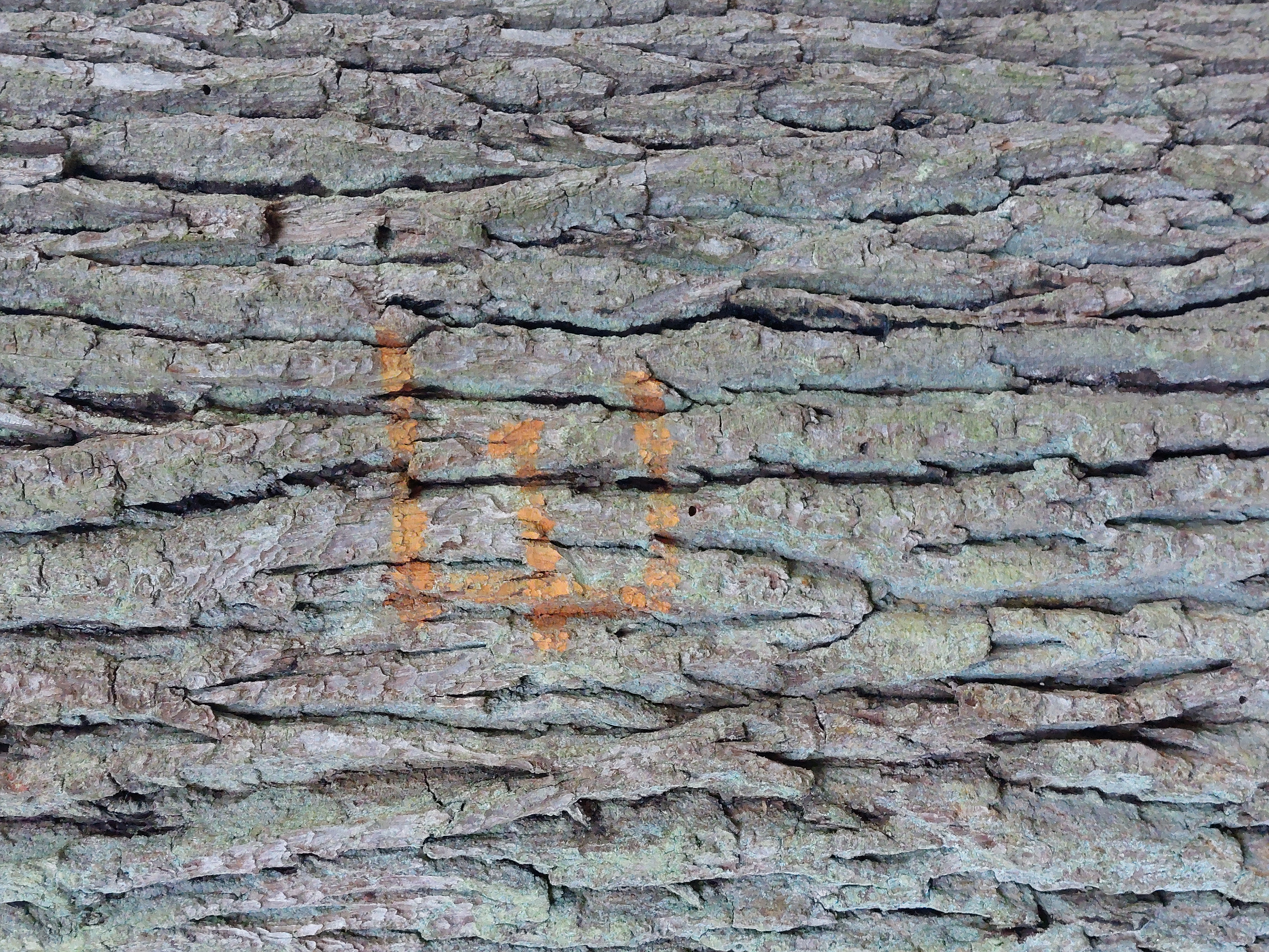 Arbres remarquables chêne 1