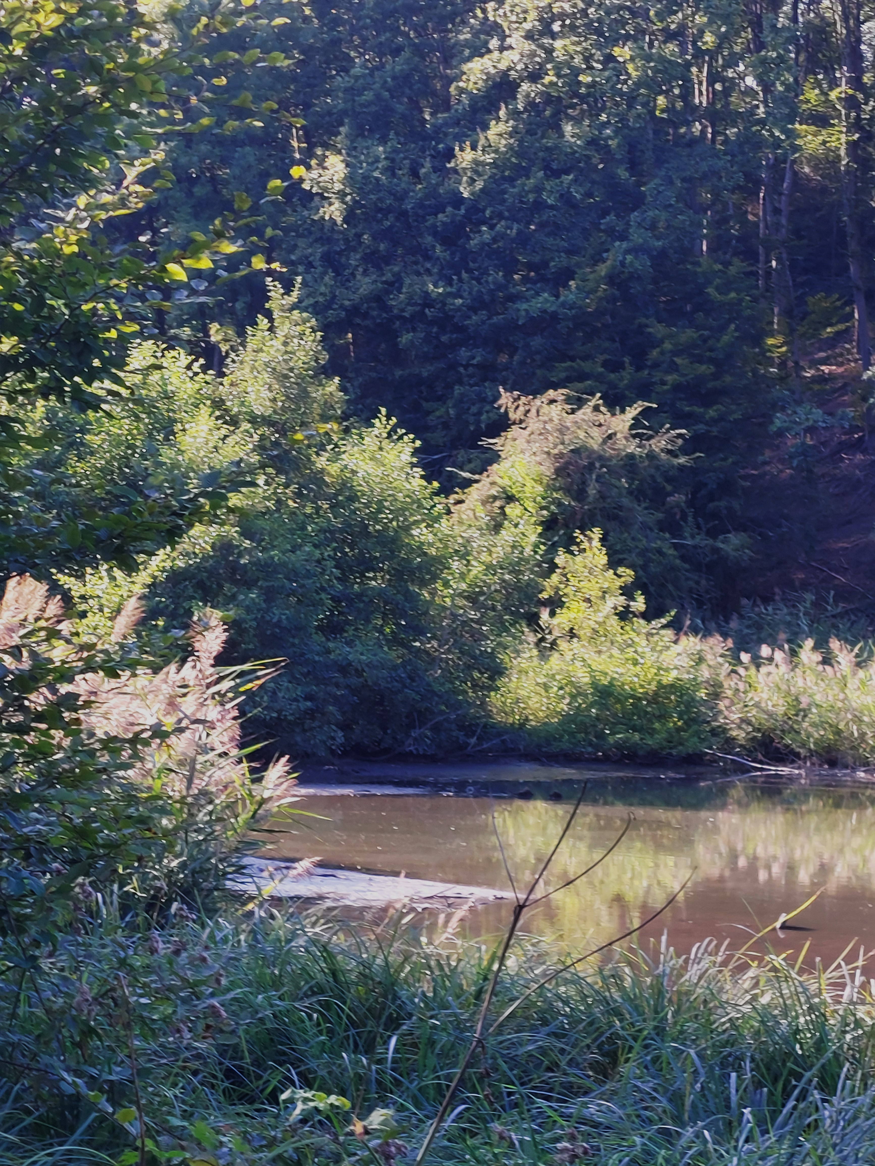 Roselière et cygnes