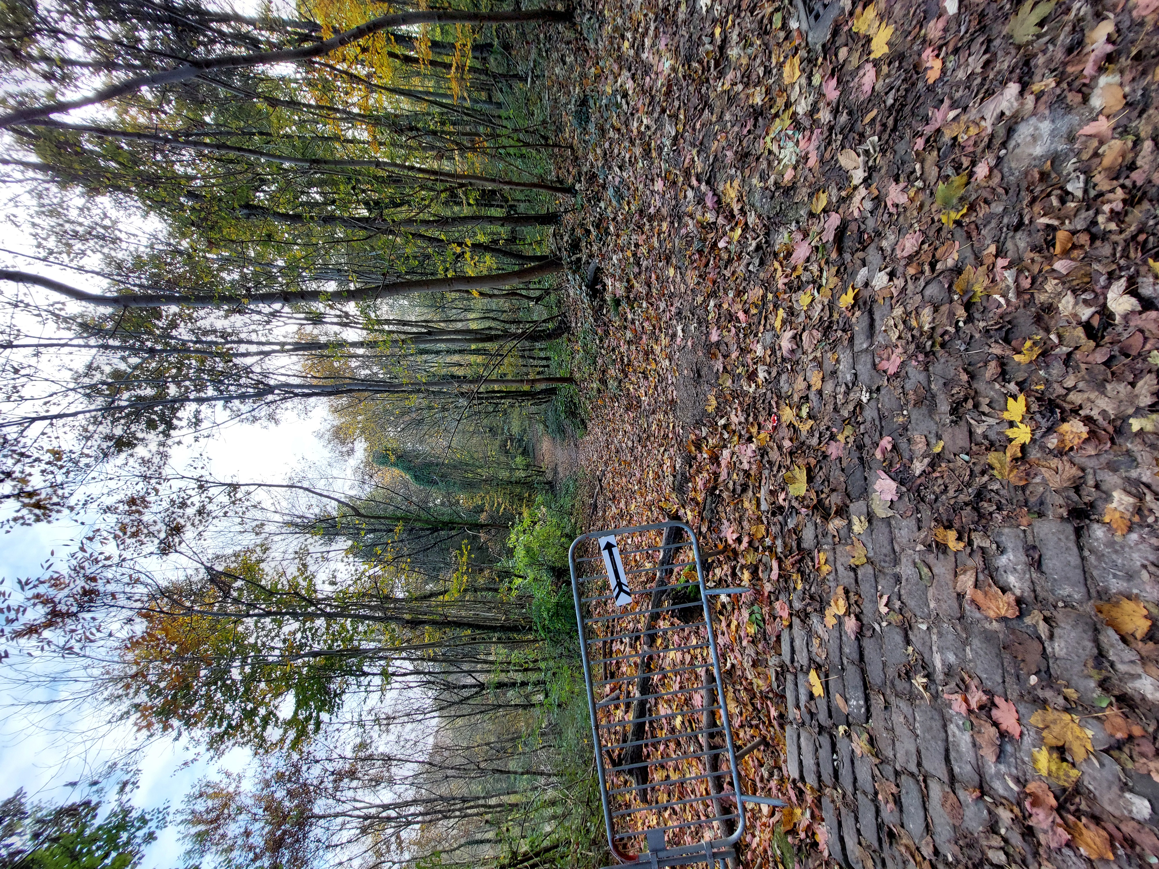 Route pavée d'observation du vieux chêne