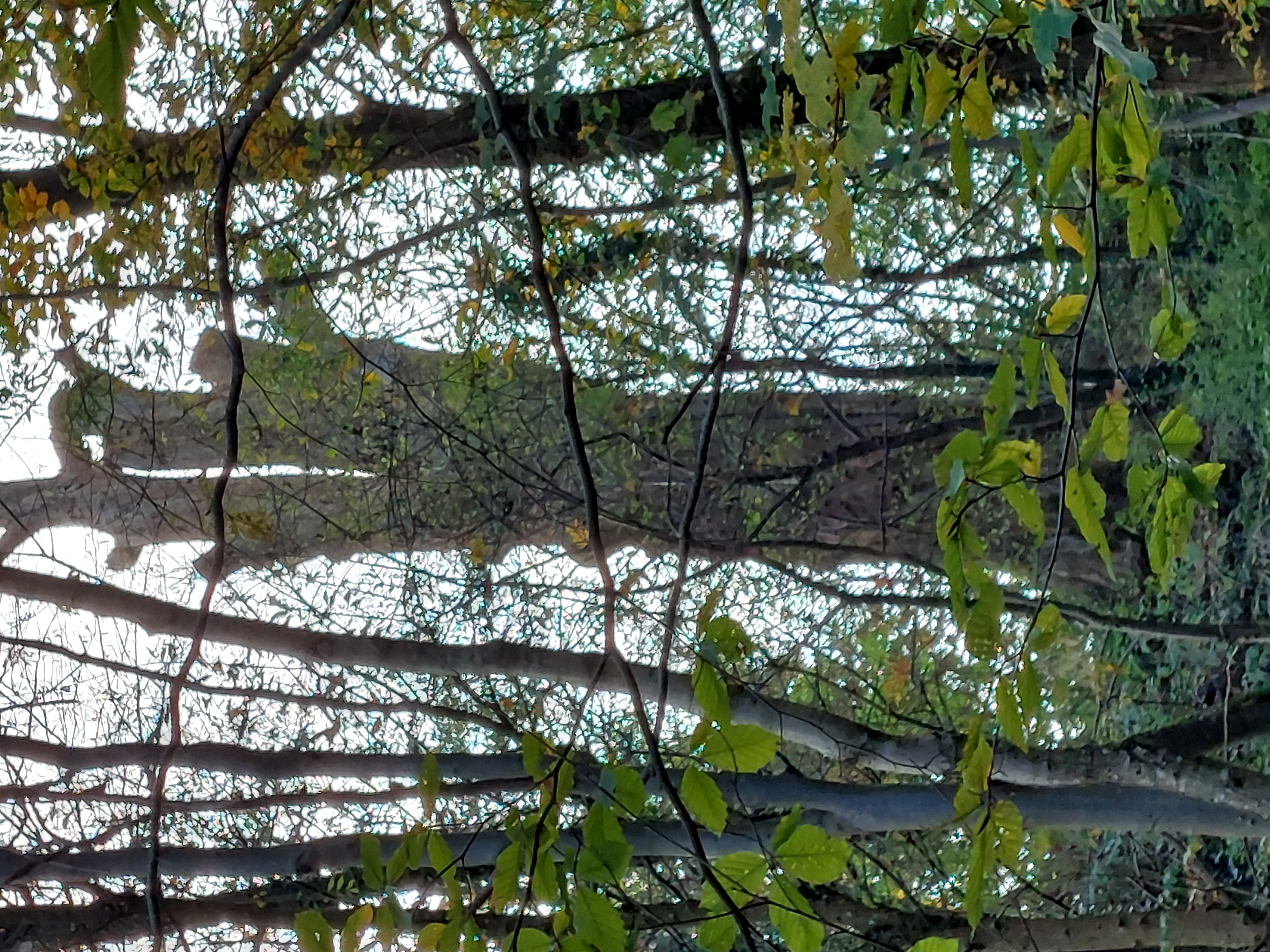 Route pavée d'observation du vieux chêne