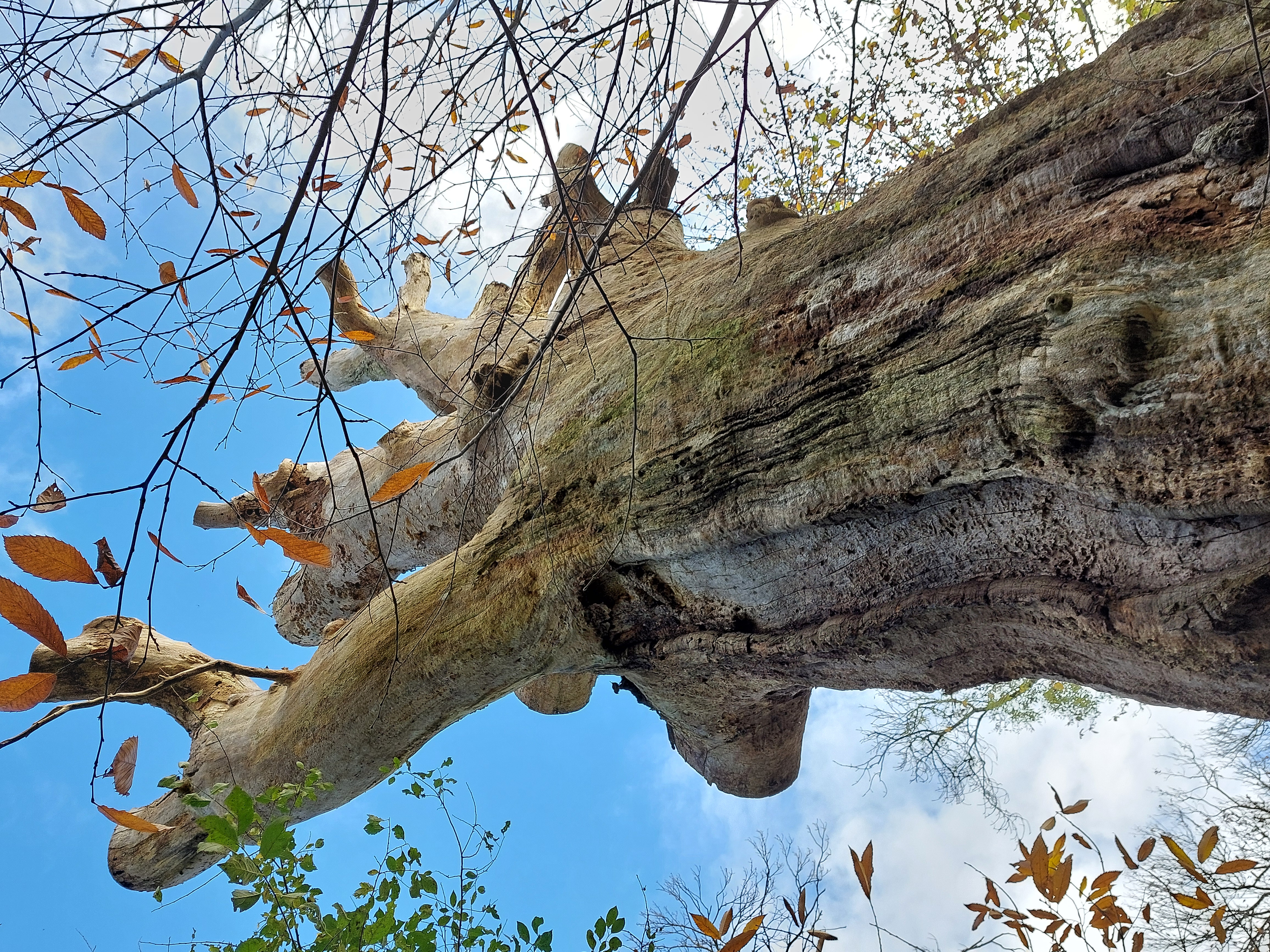 Route pavée d'observation du vieux chêne