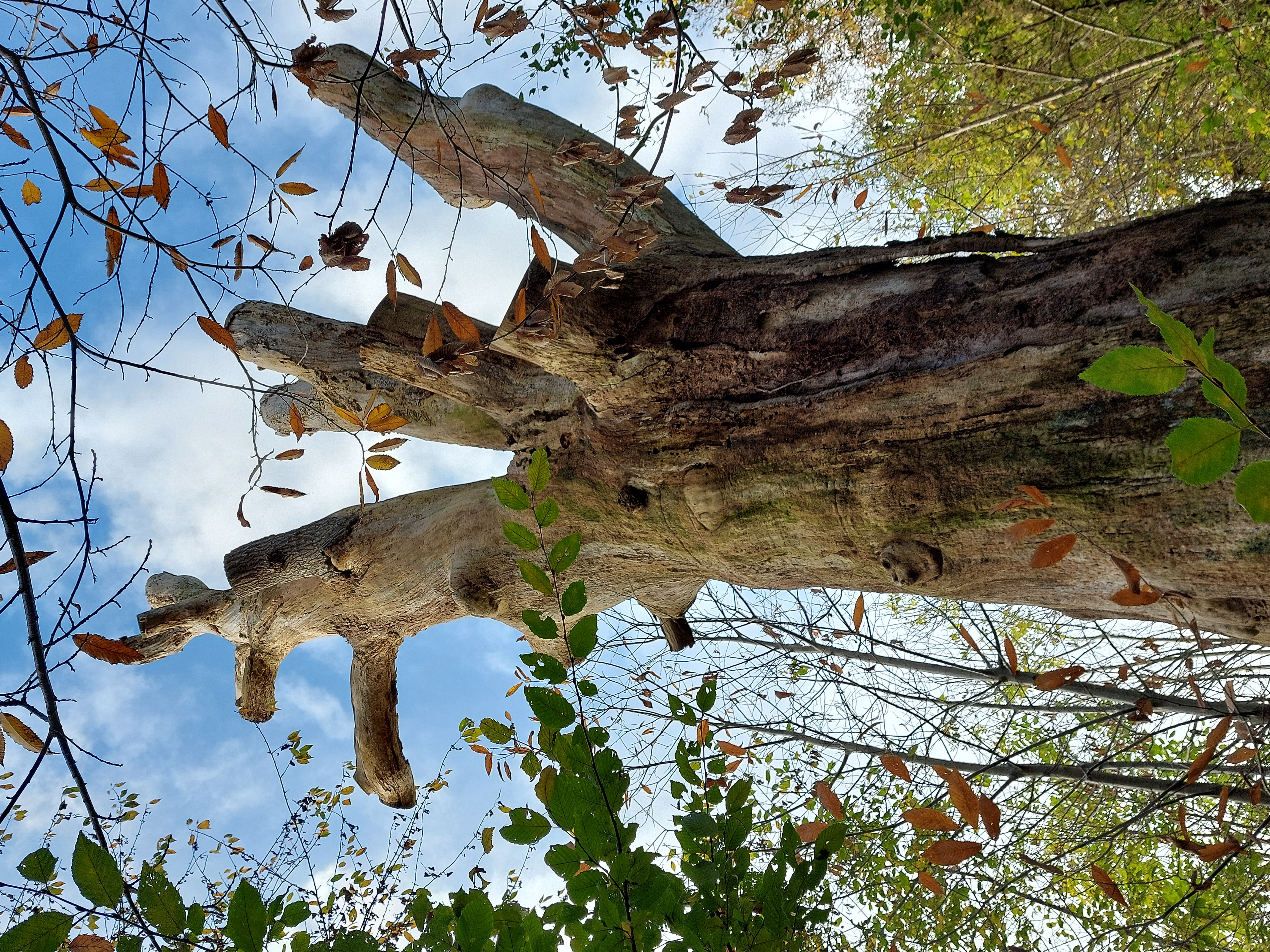 Route pavée d'observation du vieux chêne
