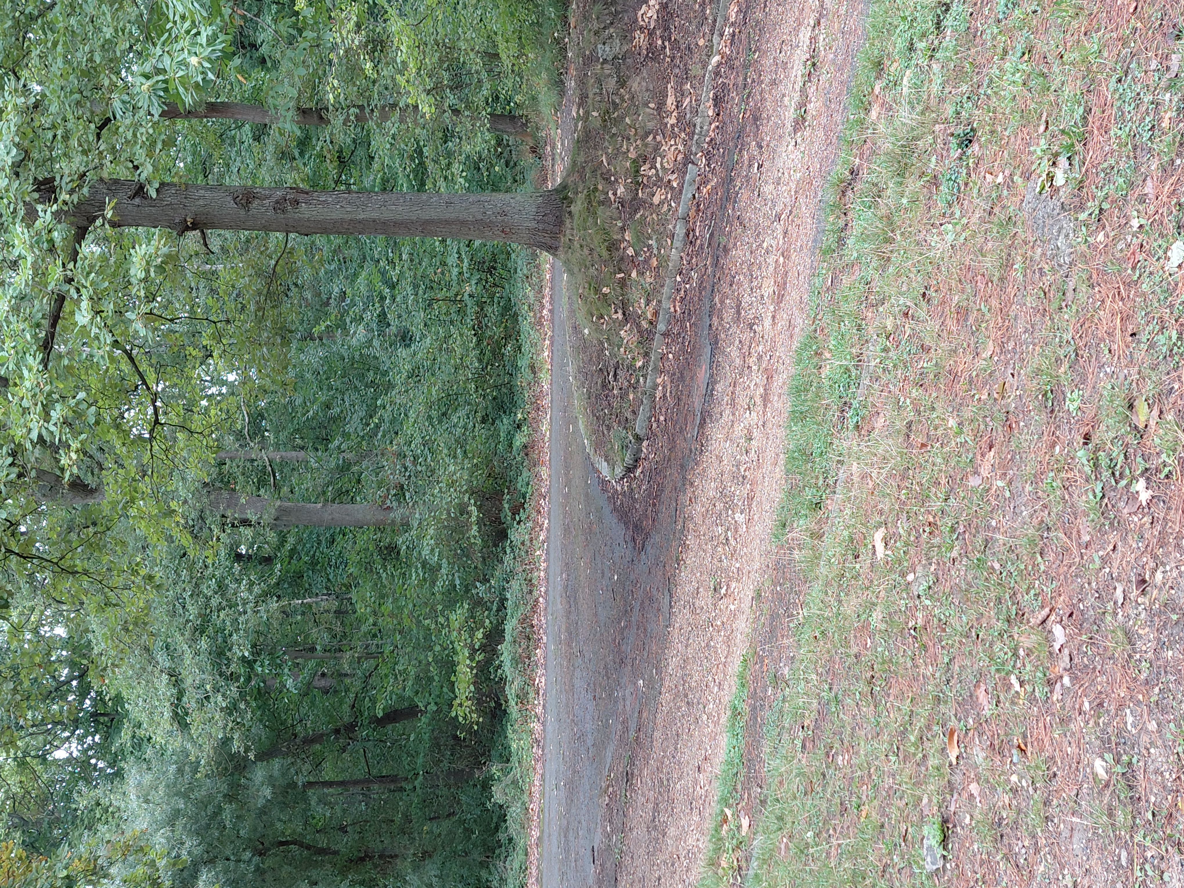 Virage de la Redoute