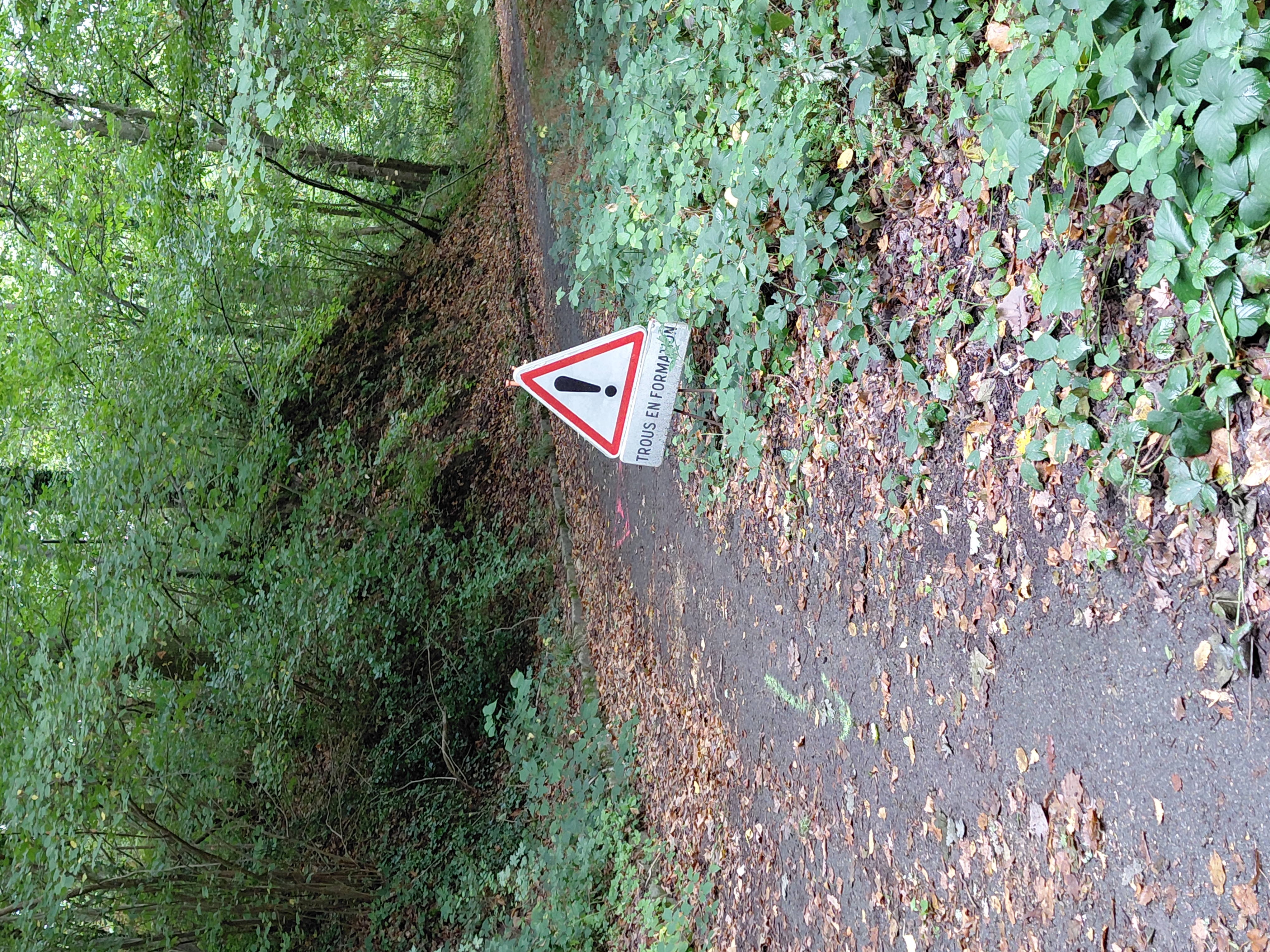 Roselière et cygnes