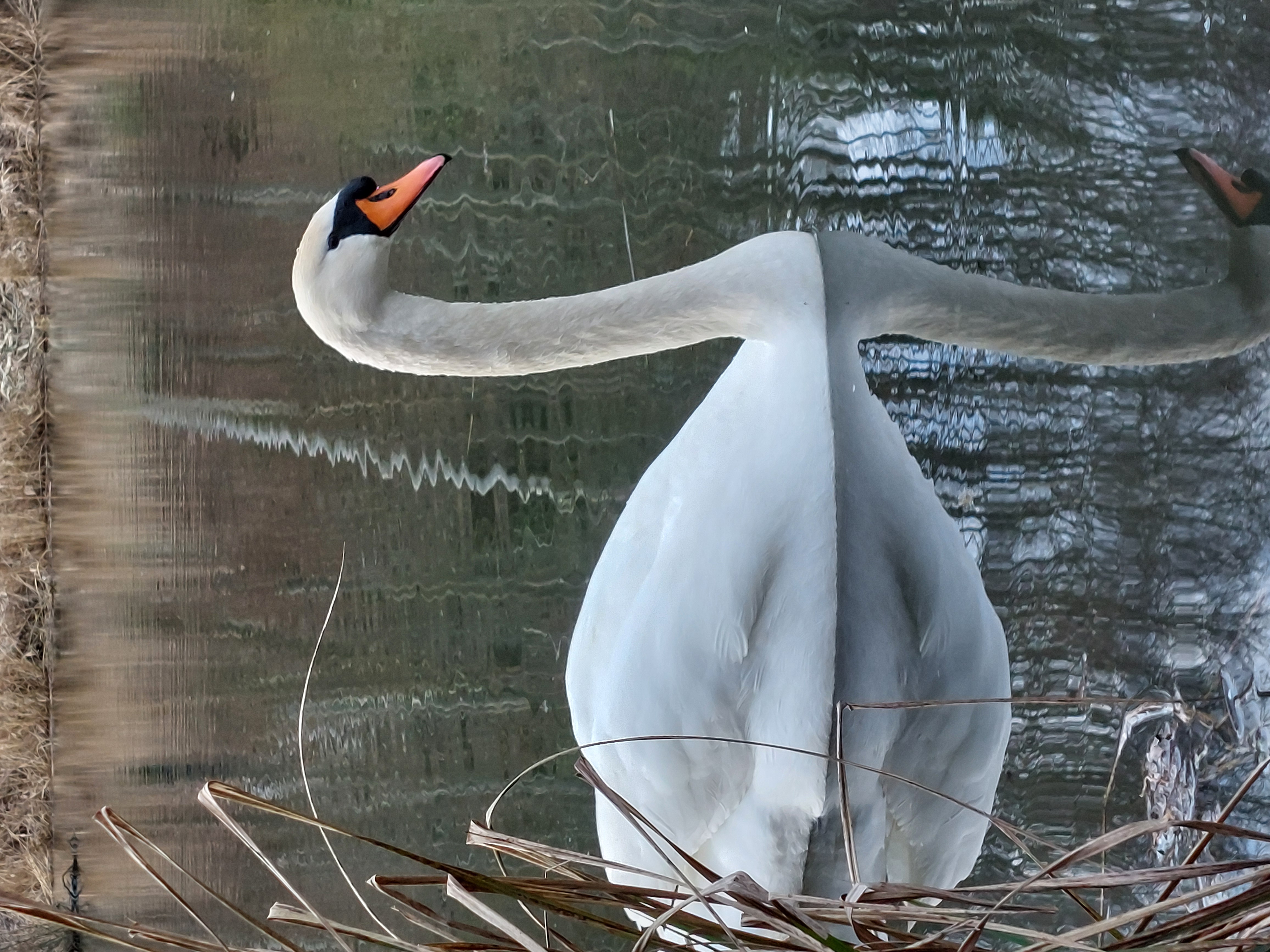 Cygne Tuberculé