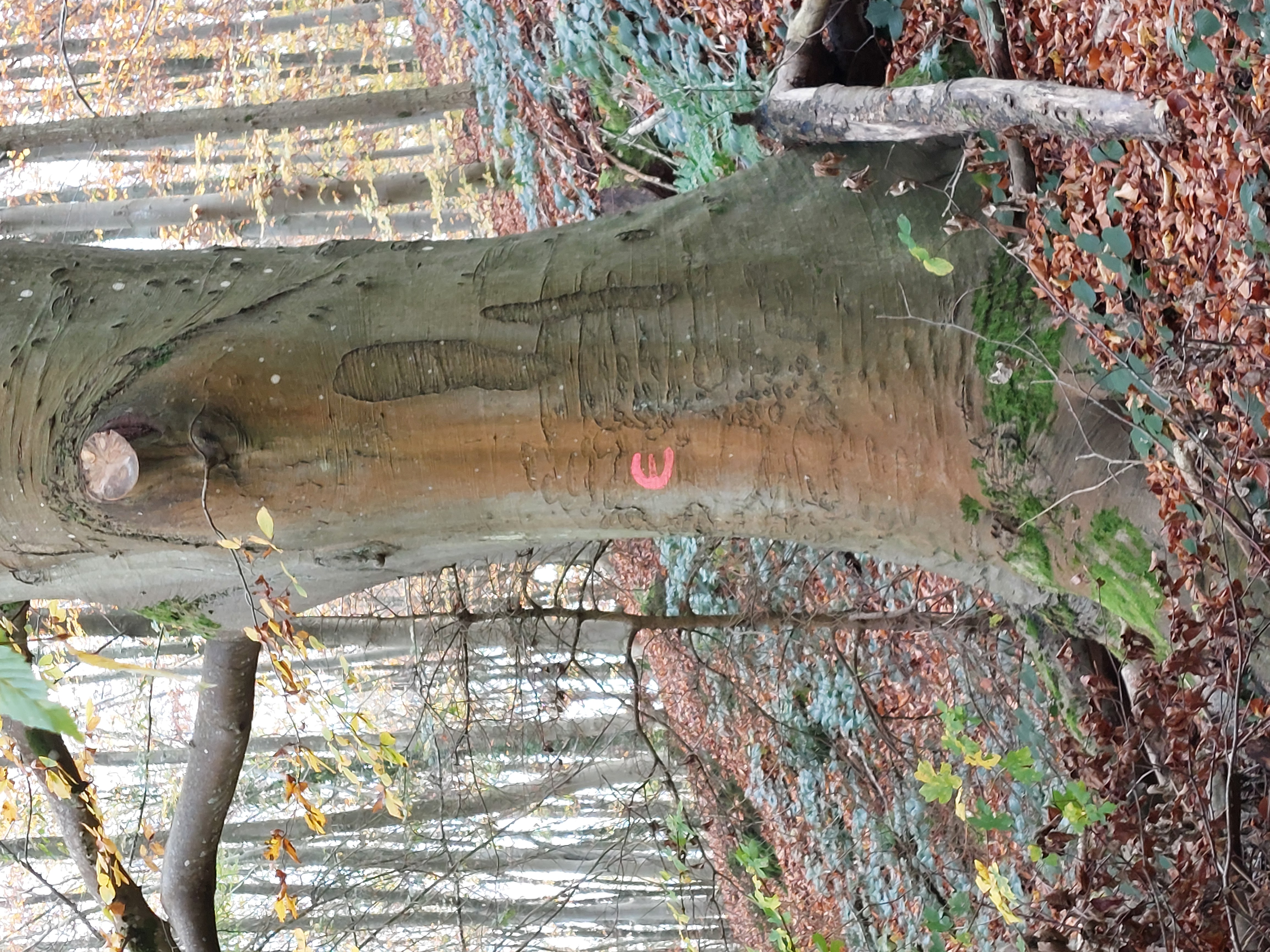 Le hêtre remarquable