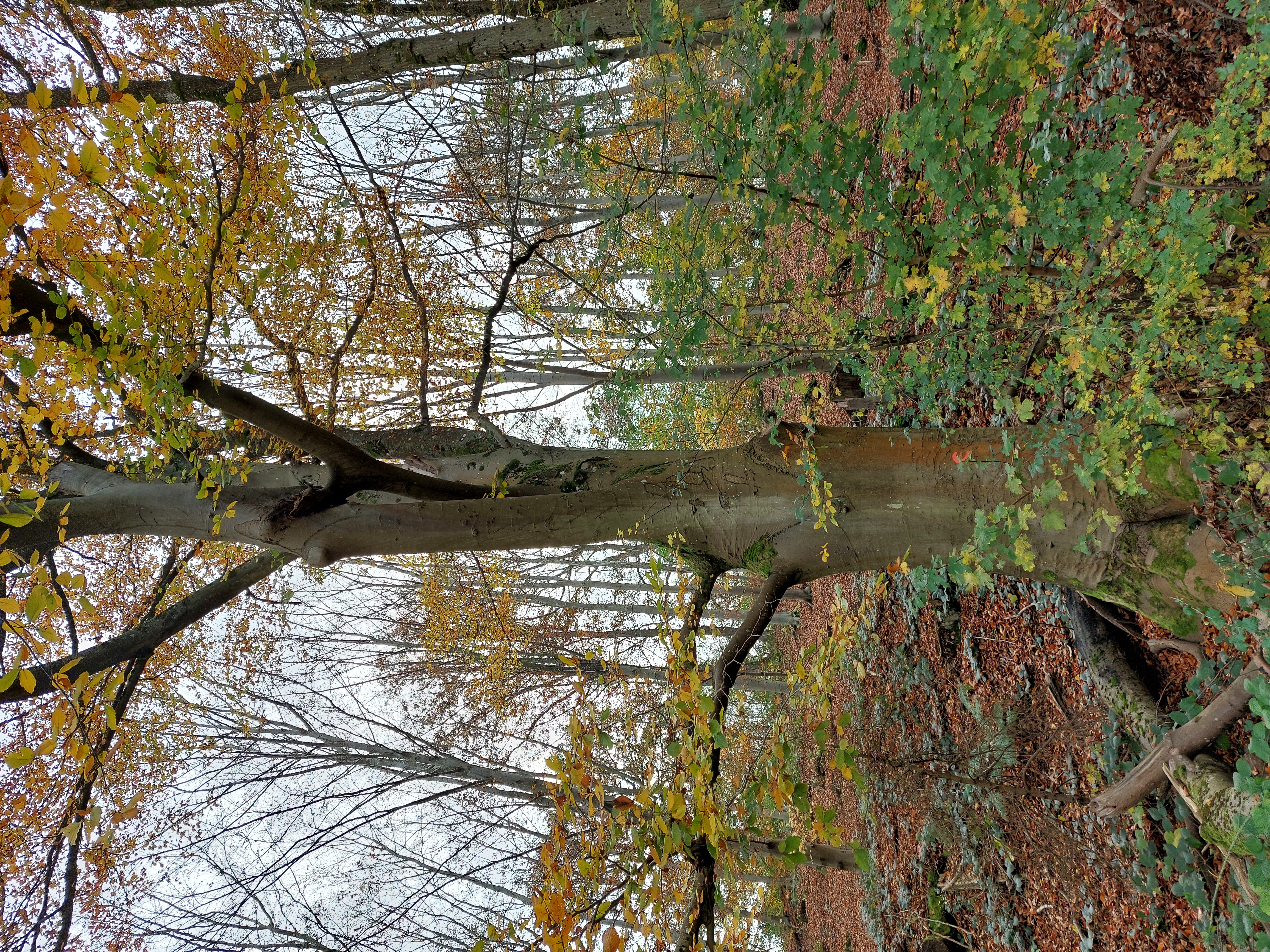 Le hêtre remarquable