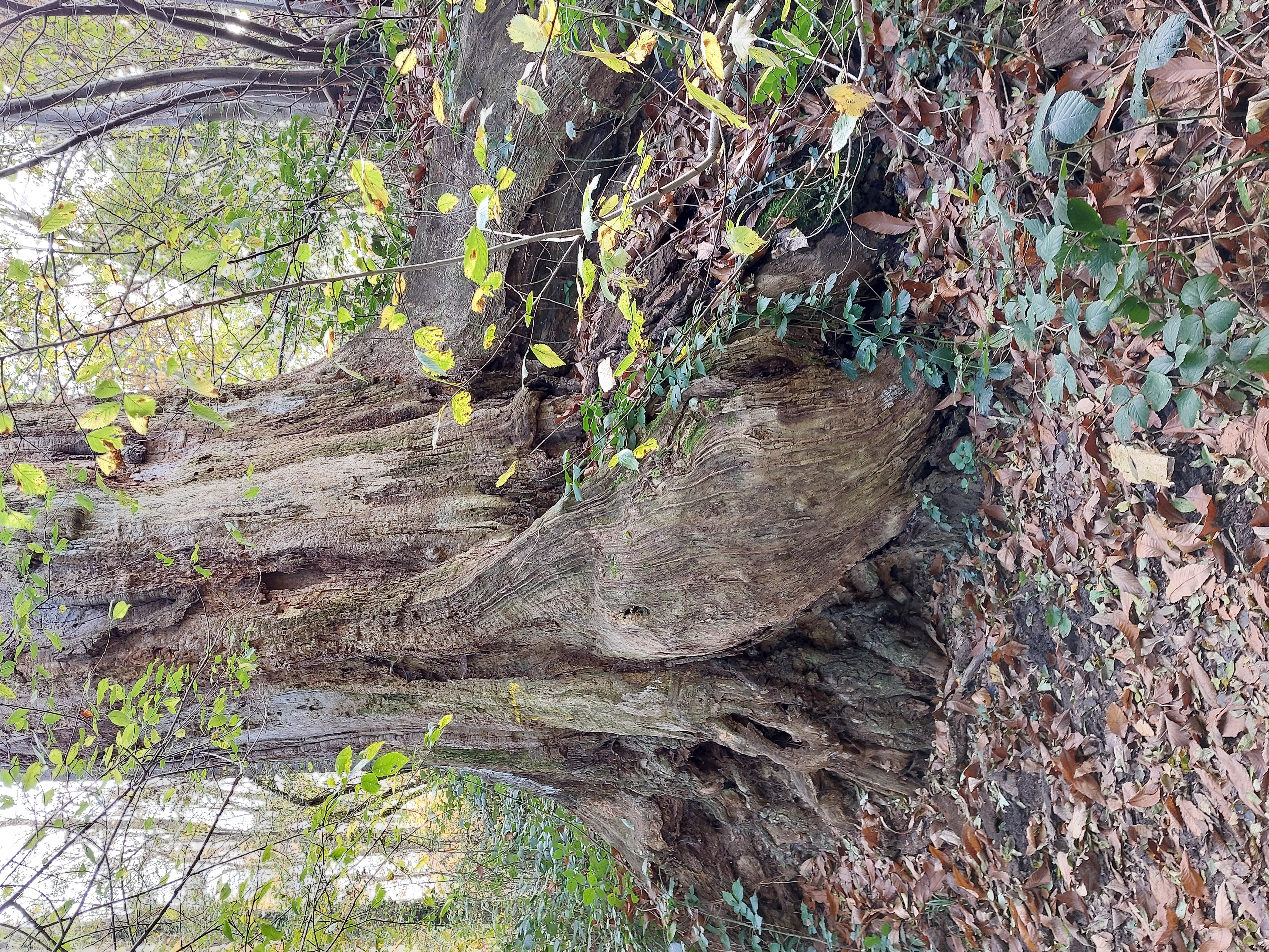 Route pavée d'observation du vieux chêne